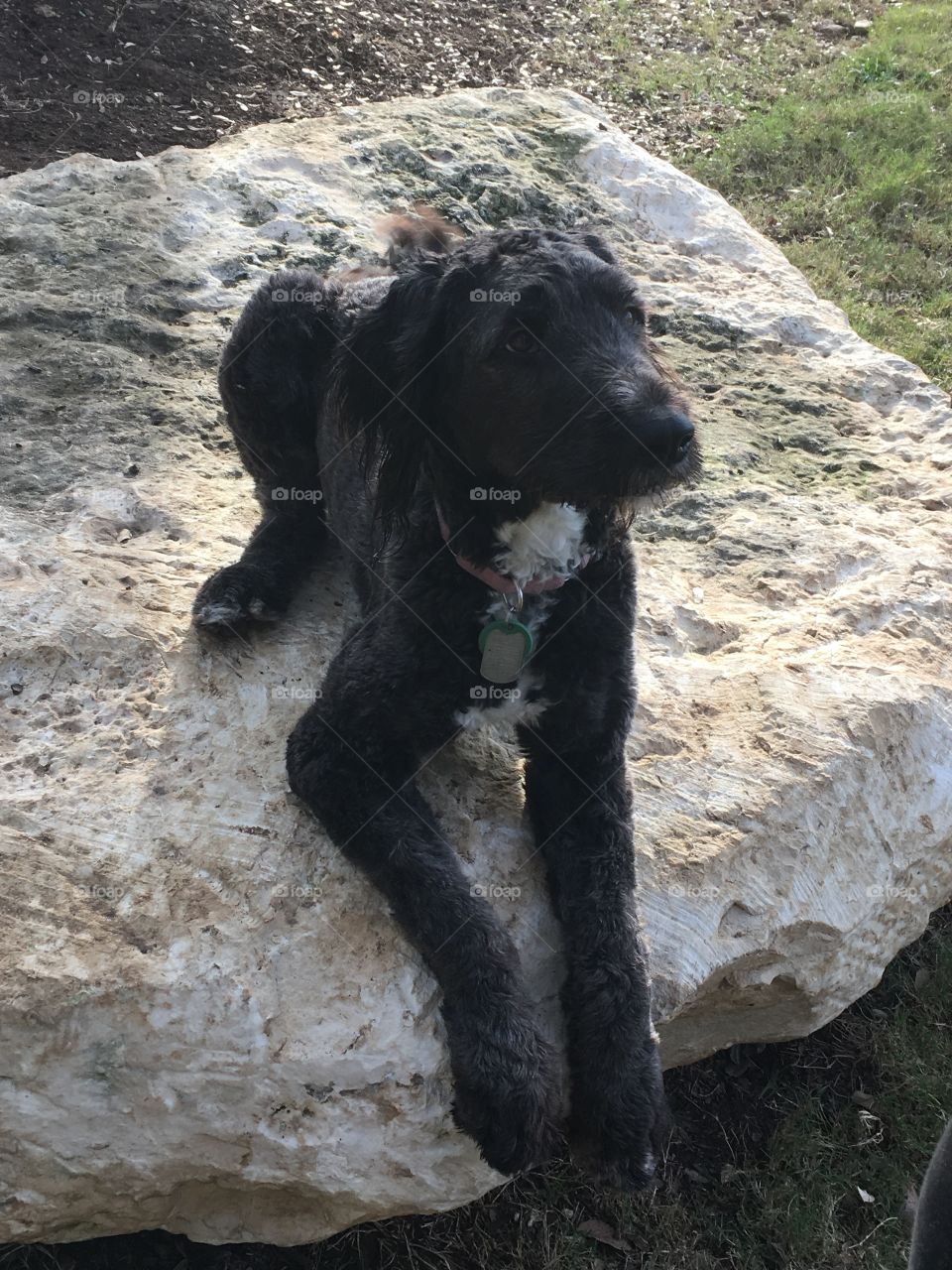 Good pupper on a good rock