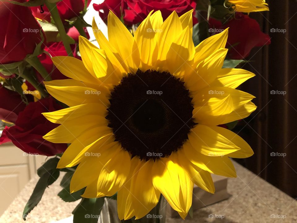 A beautiful sunflower on a wonderful afternoon.