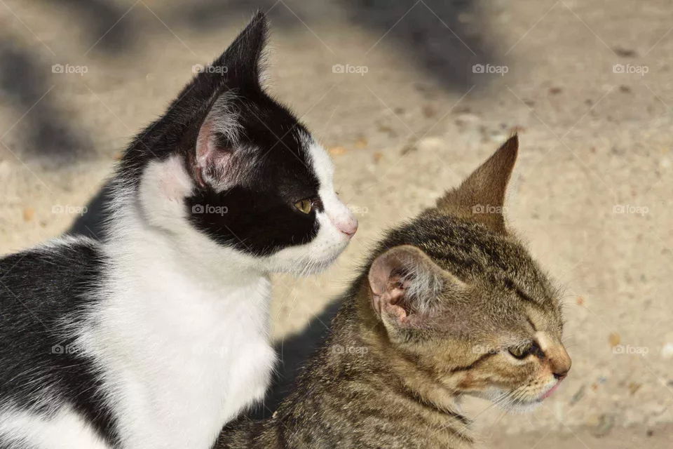 Cats