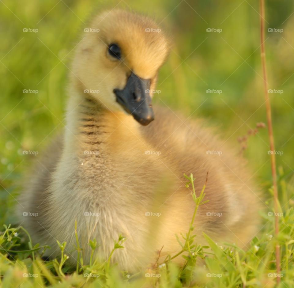 baby animal bird canada by lightanddrawing