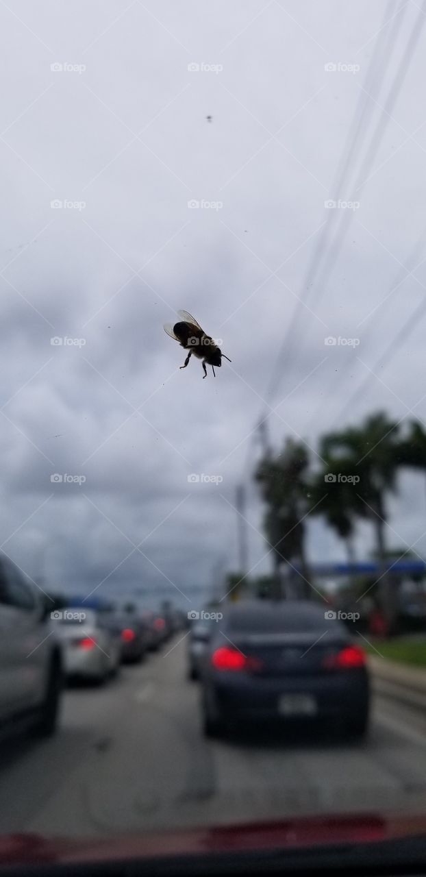 This Bee decided to hitch a ride on my car window for about 20 minutes as I was driving a passenger to his designated area in North Miami Beach, Florida.