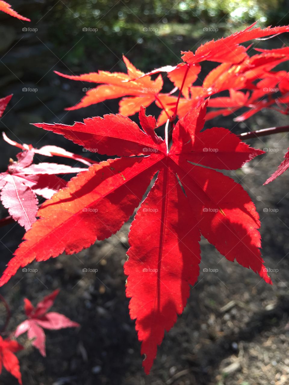 Red maple leaf