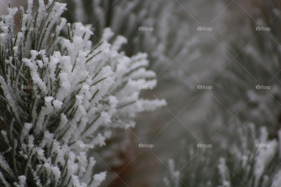 Frost and needles