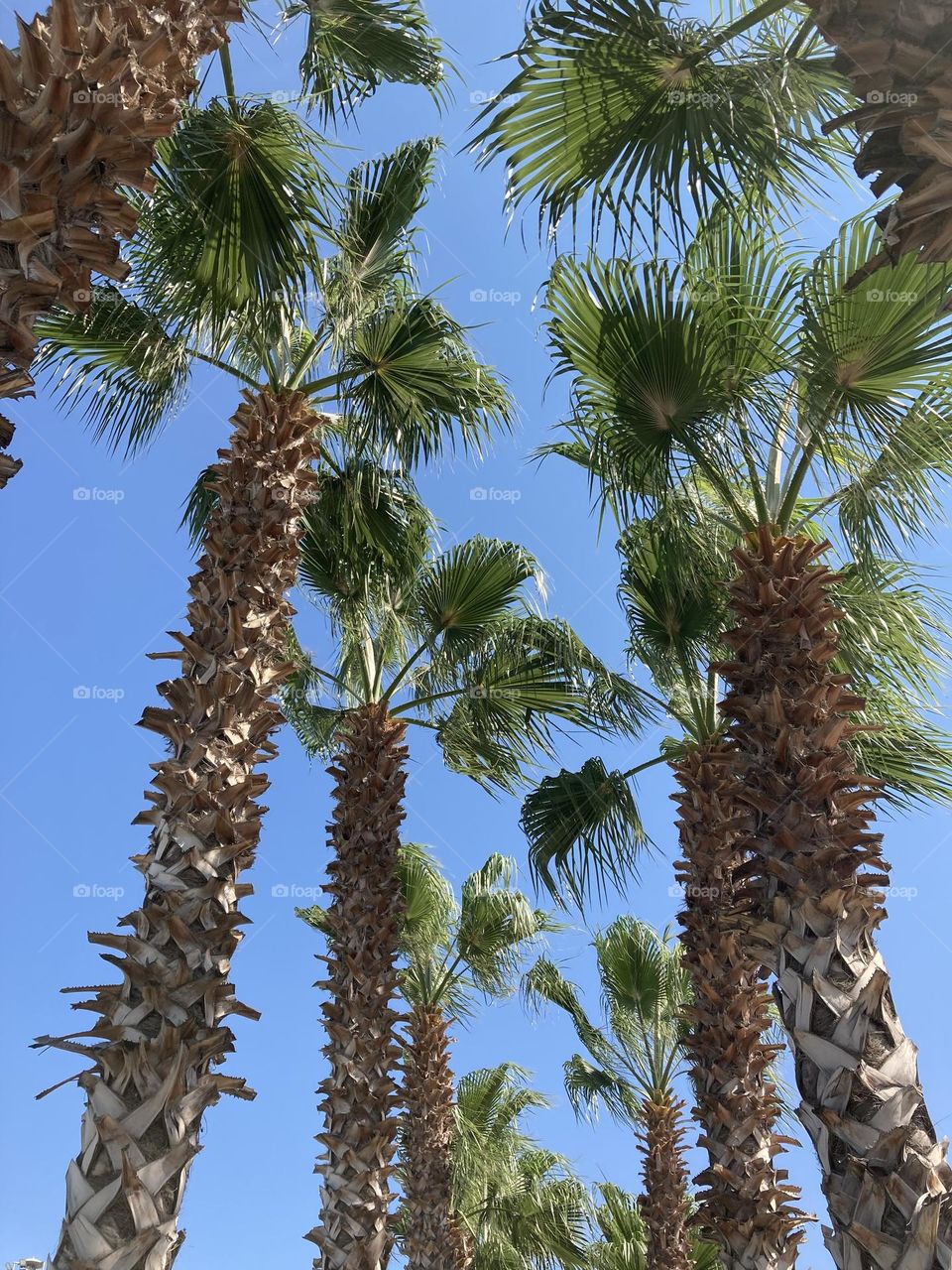 gorgeous tall palm trees and breathtaking blue sky. Summer trip vies. Palm tree lover.