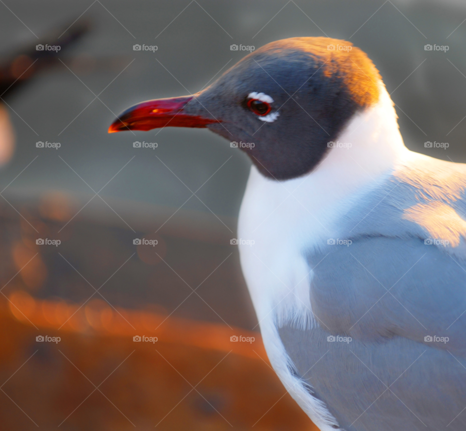 beach bird seagull by lightanddrawing