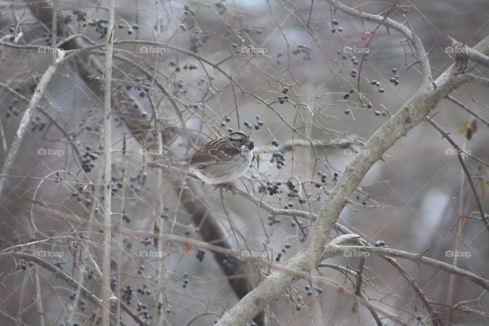 Sparrow and Berries