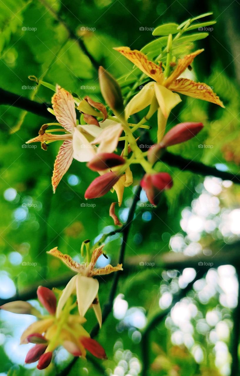 Tamarind flower