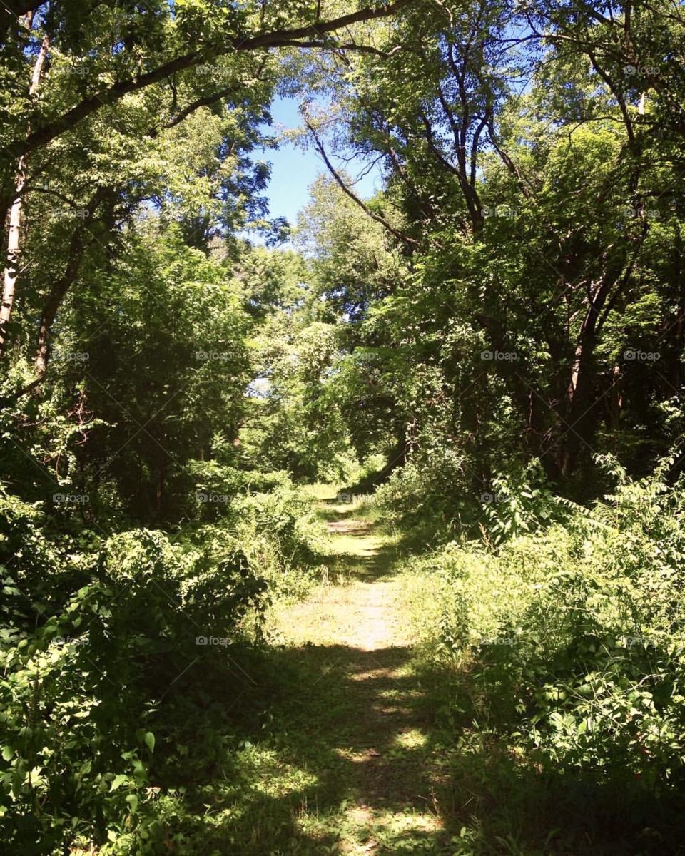 Overgrown Path. 