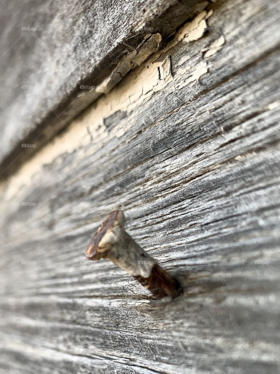 Angled closeup view of a rusty nail with peeling white paint in rough-textured,wooden siding, also once painted white 