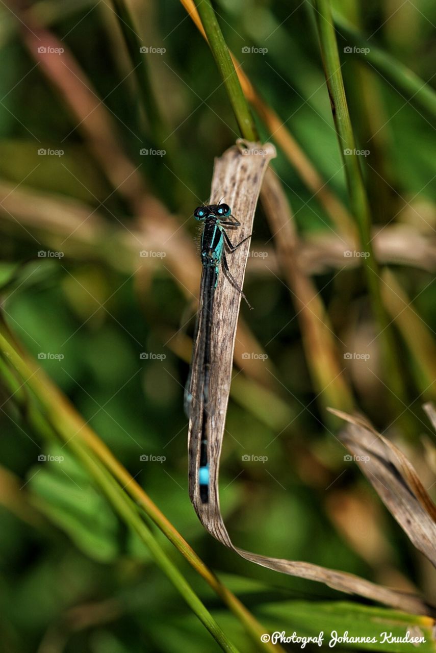 Nature, Insect, Leaf, Wildlife, Outdoors