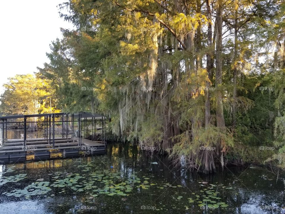 Caddo Lake Boat Dock and Lily Pads