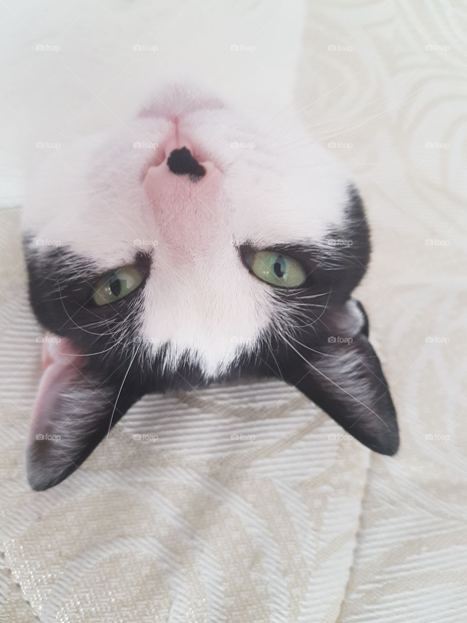 Upside down cat! Oh there u are Charlie cat!