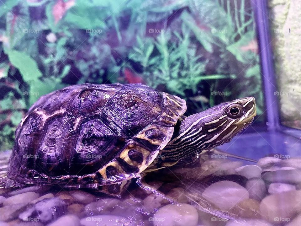 Turtle 
