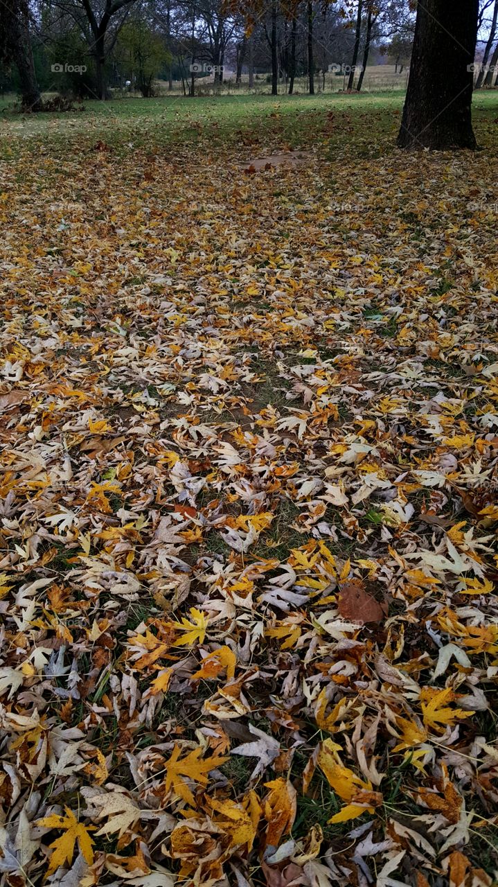 A carpet of leaved.....Fall at mama's