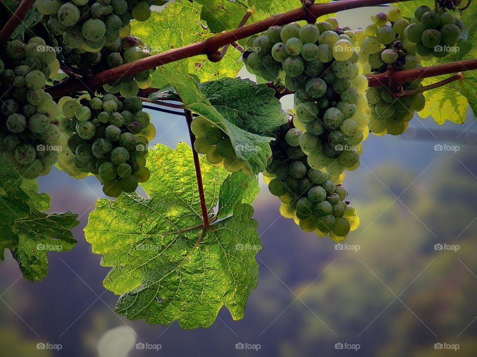 Close-up of grapes growing in vineyard
