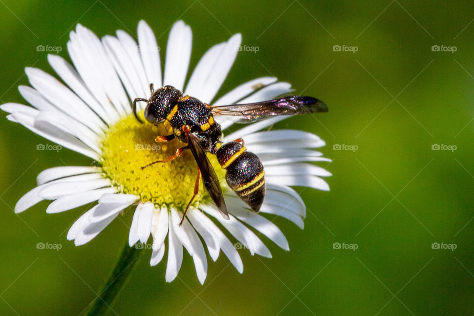 bee macro
