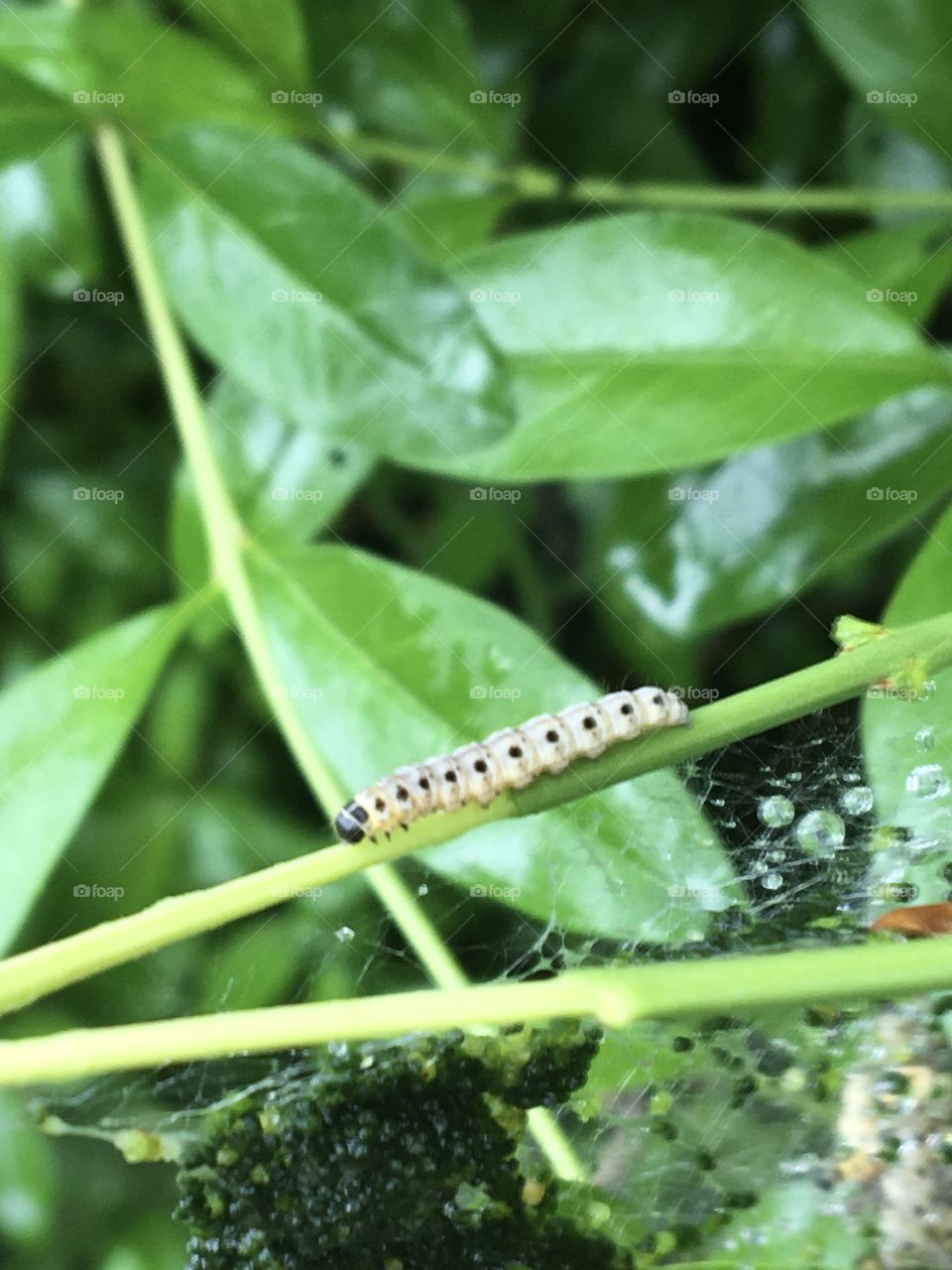 A caterpillar on its way