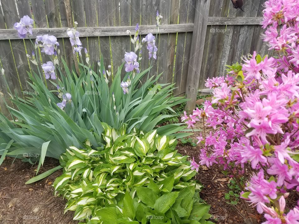 Iris and Azalea in the Spring Garden