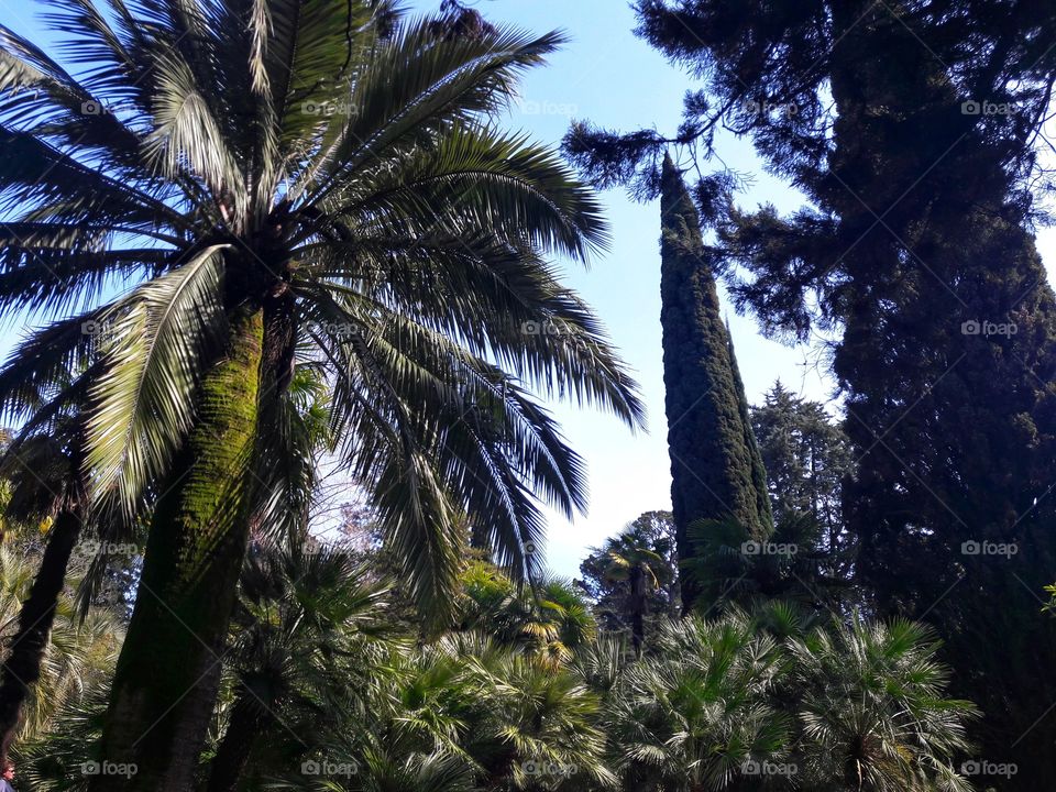 Tree, Palm, No Person, Tropical, Nature