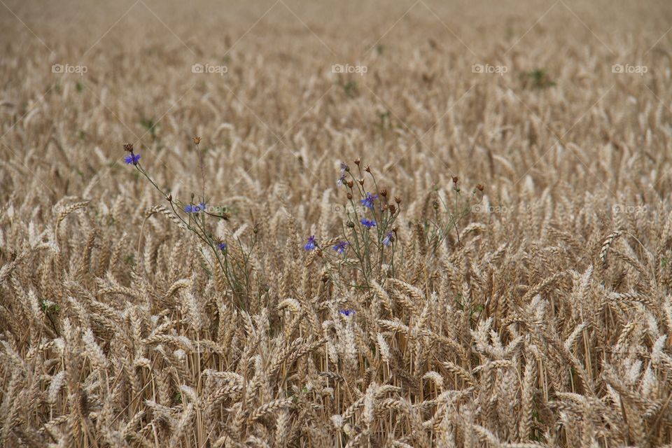 Cornflower and wheat field . Cyanus segetum 