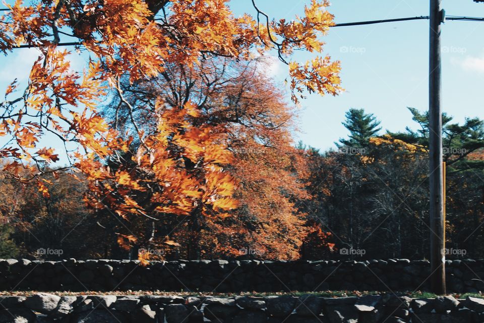 Fall, Tree, Landscape, Leaf, Season