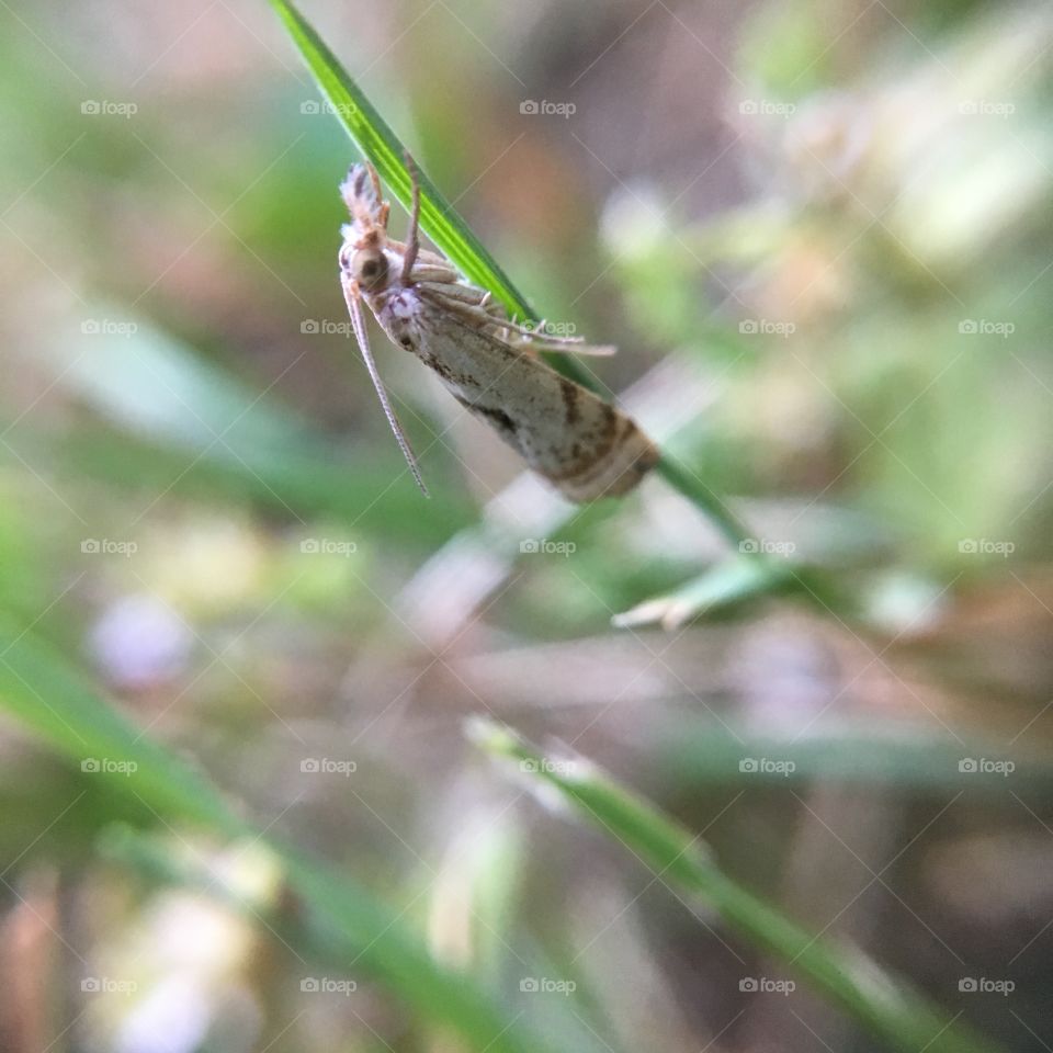 Butterfly on grass