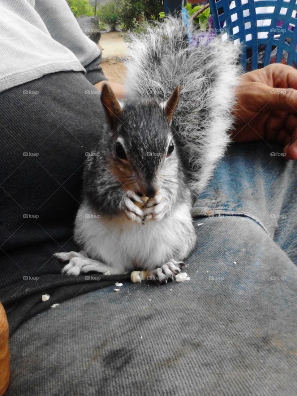 Squirrel eating 
