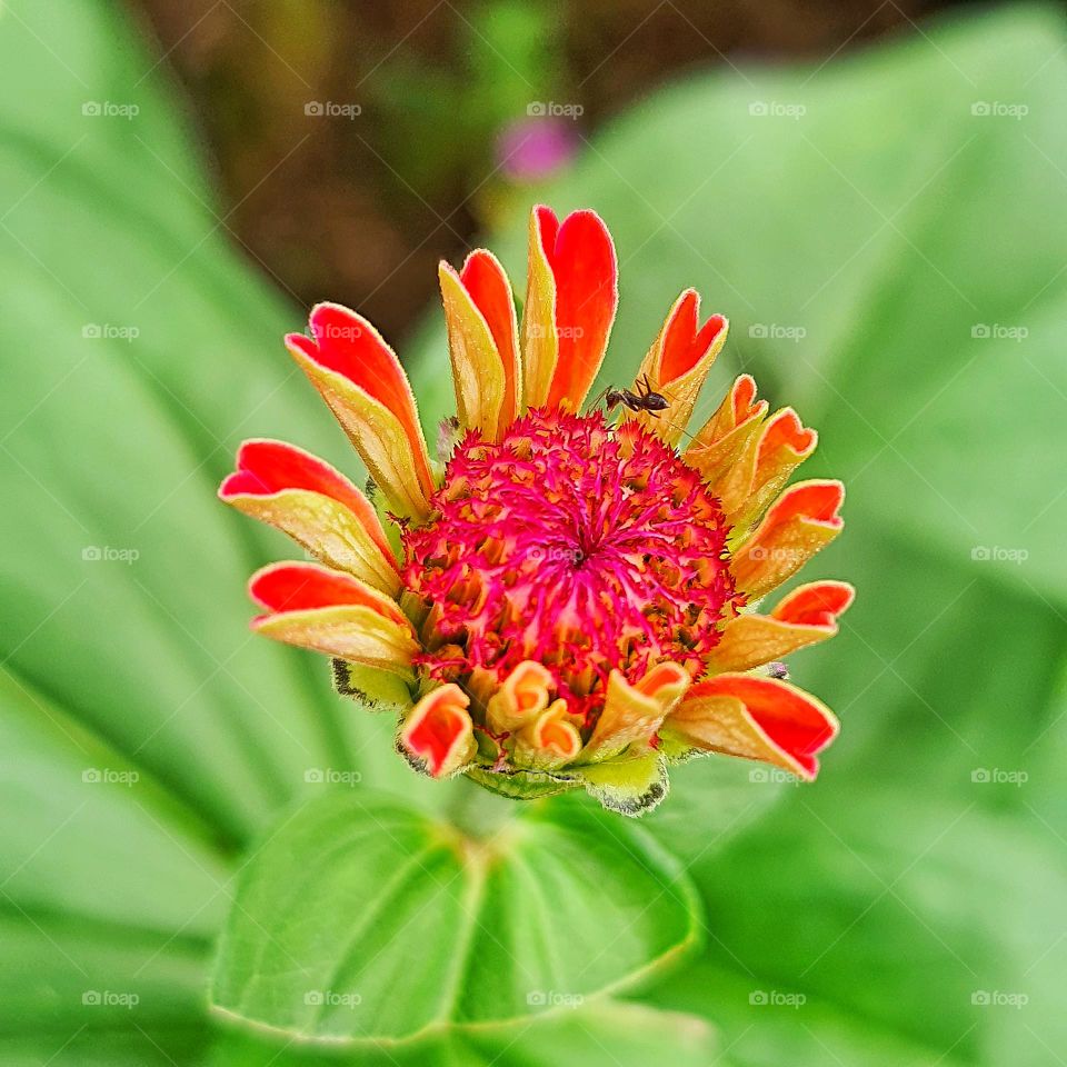 macro, ant on flower