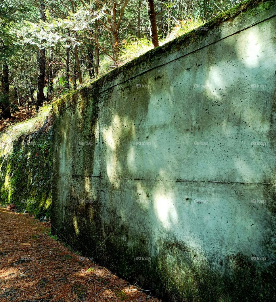 The wall at the corner covered with moss.