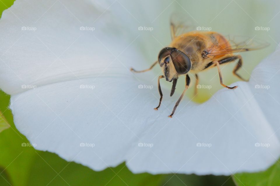 Bee on white flower