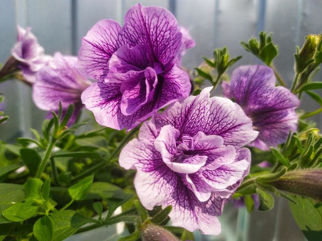 Flower Petunia