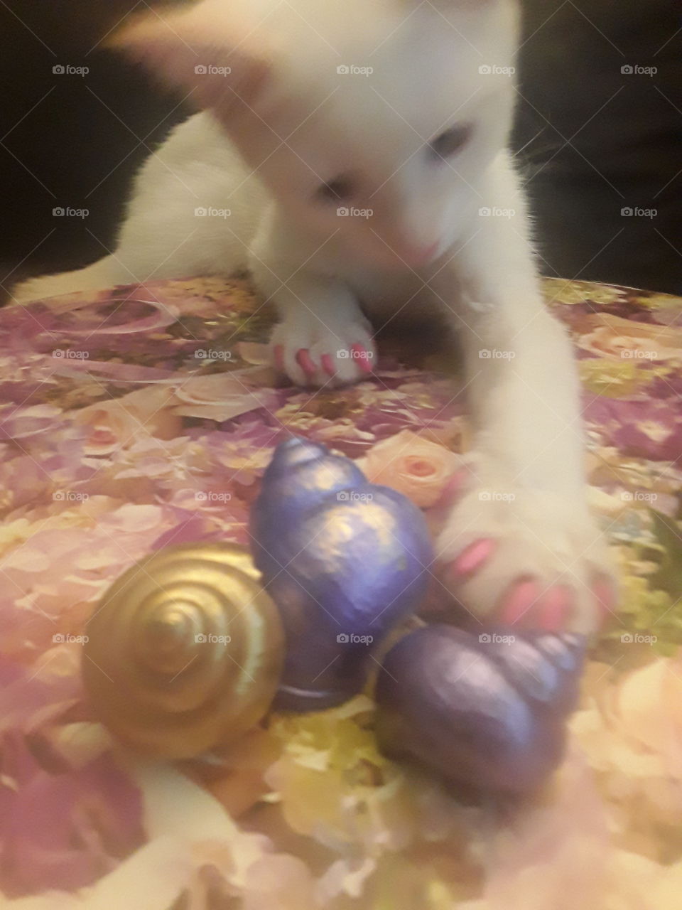 stolen seashells by zilla the kitten