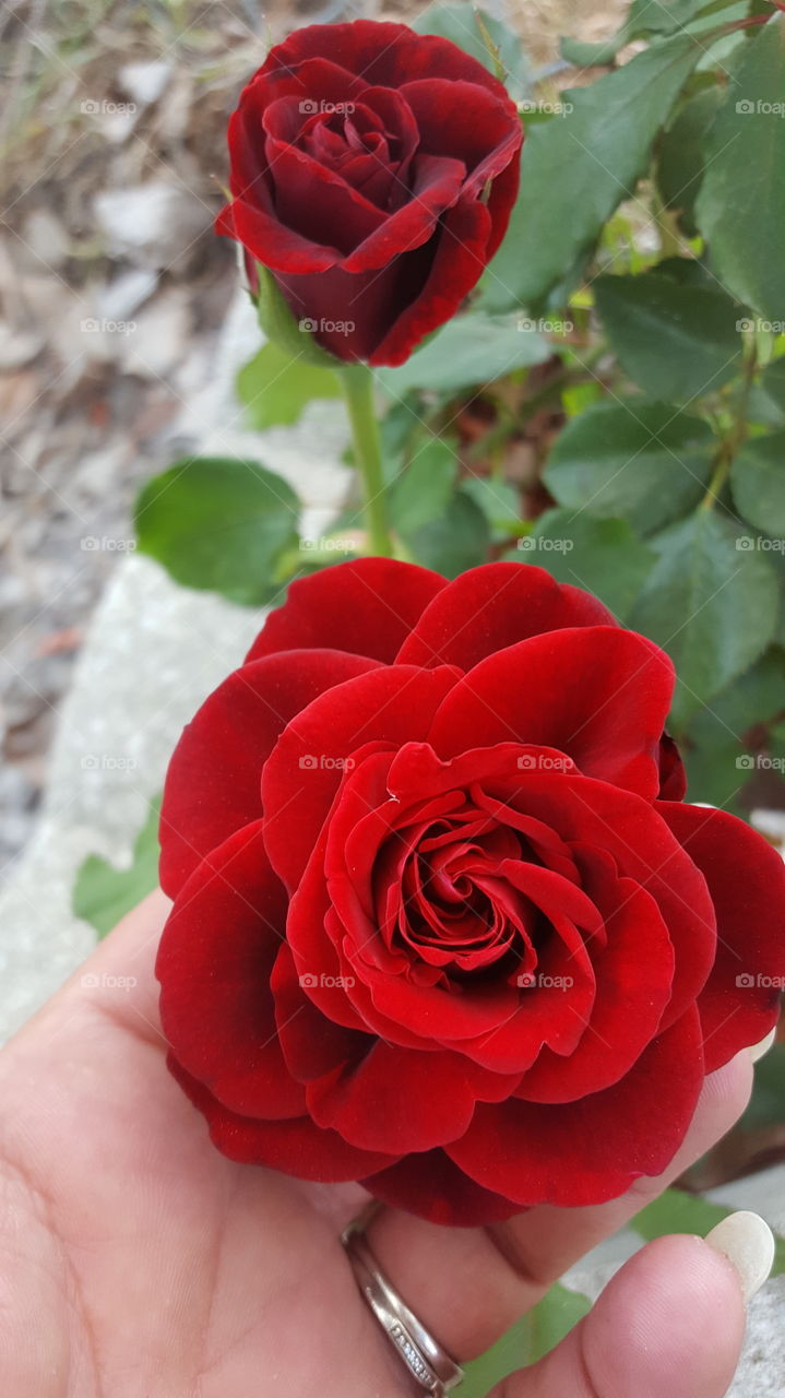 red rose