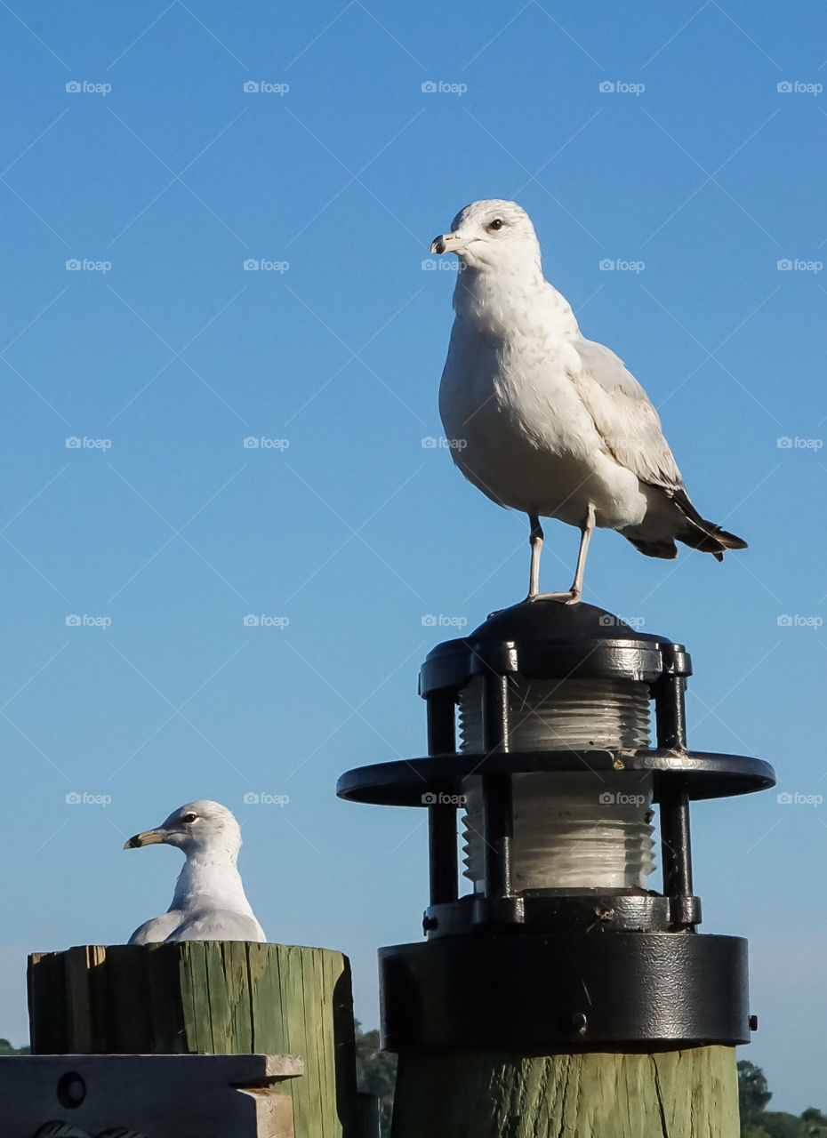 Two Gulls on light post 