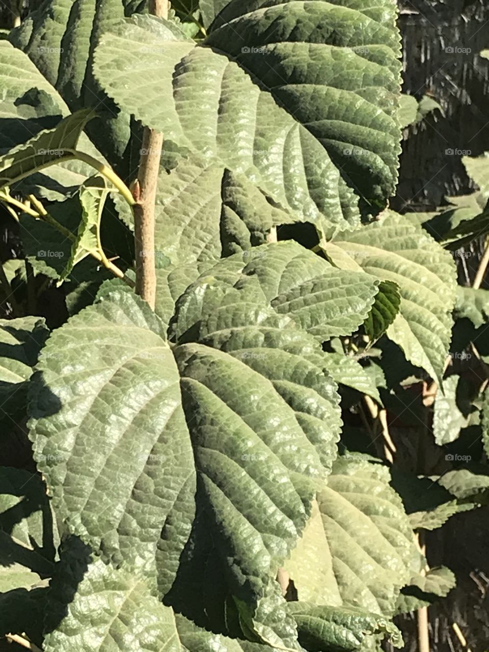 A close-up view of plant leafs.