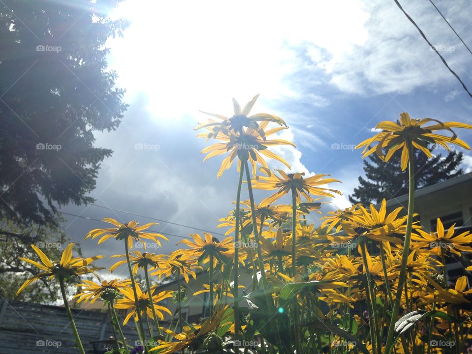 Beautiful blackeye Susan 