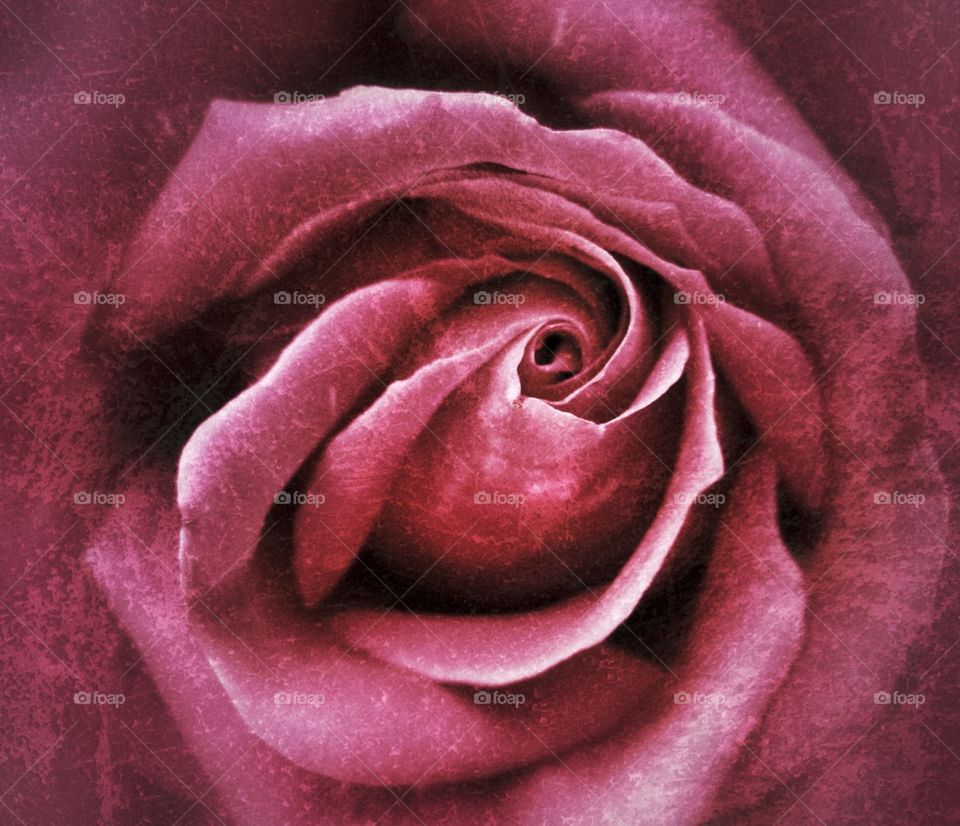 Dusky rose