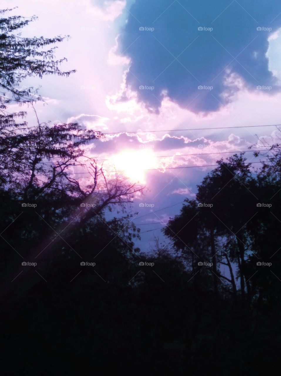 sunset secene, scattered clouds whites shining slightly blue sky whitish cloud dark plant slightly shining blue sky looks very beautiful