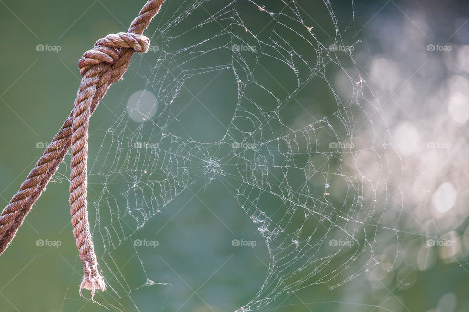 Spider web in the park