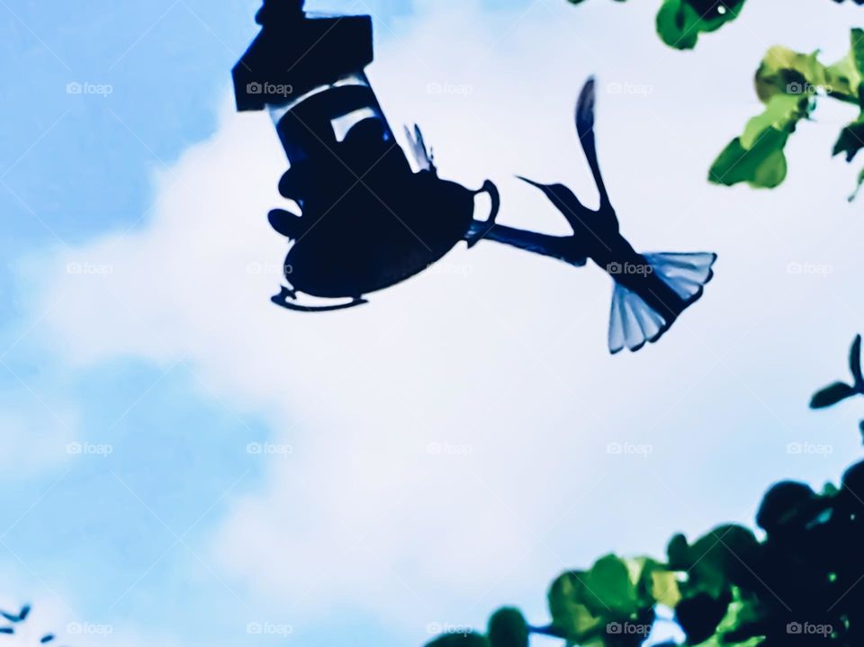 Even on a windy day in spring, the beautiful Hummingbird balances itself to drink water. The activity of pollinating animals, such as hummingbirds, intensifies in spring.