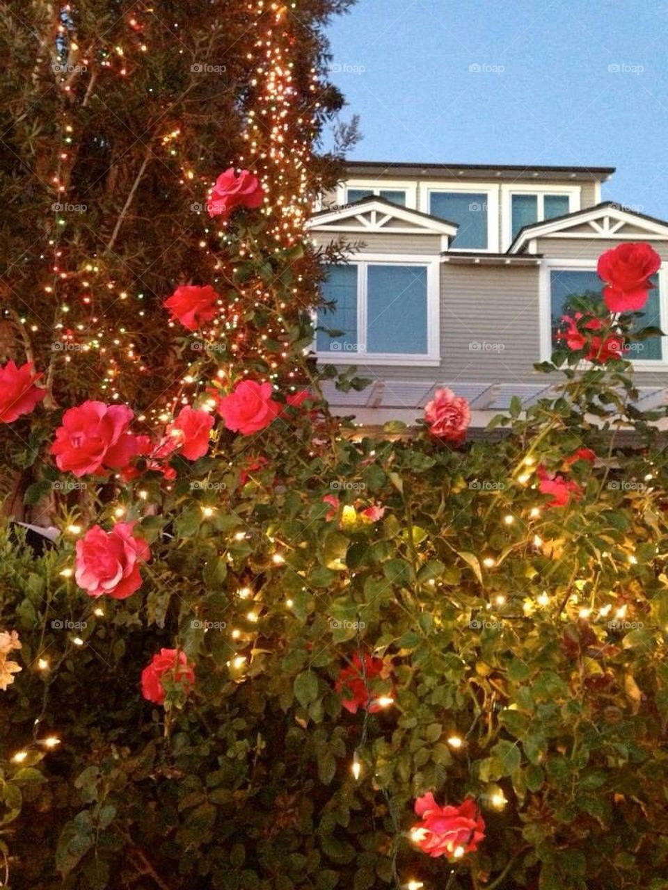 Roses and Lights