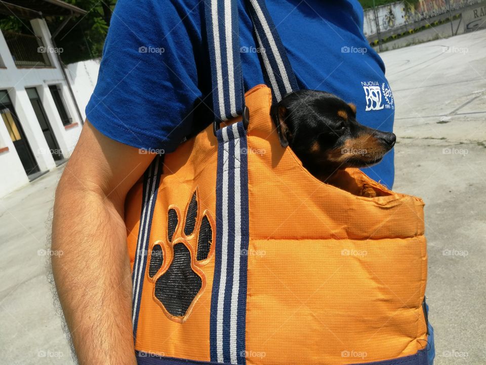 dog in a handbag