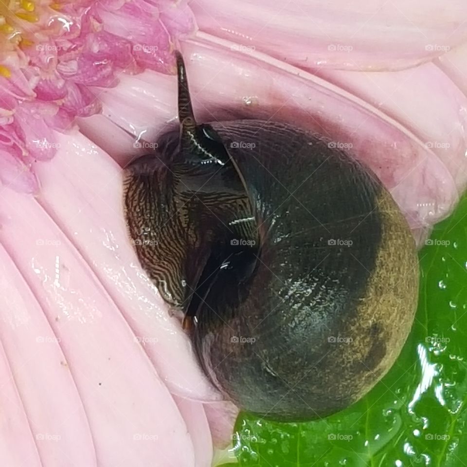 snail