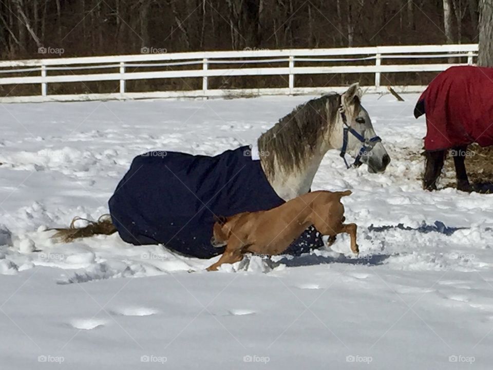 She thinks she's a horse