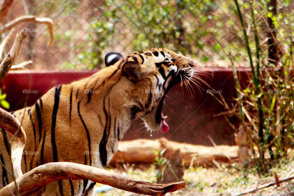 roaring tiger in a zoological park