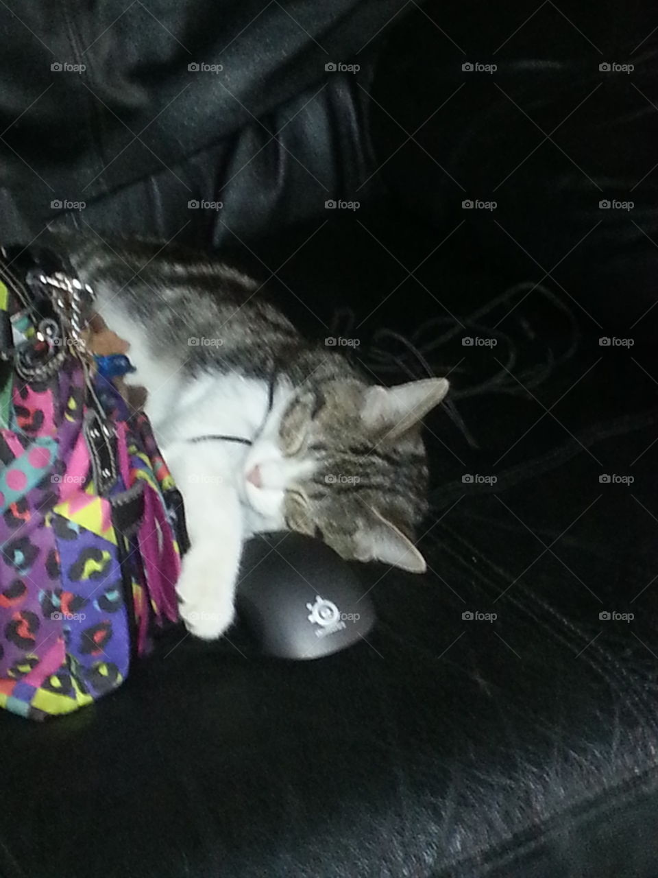 Cat sleeping with Mouse