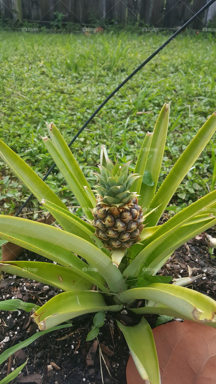pineapple starting to grow in yard
