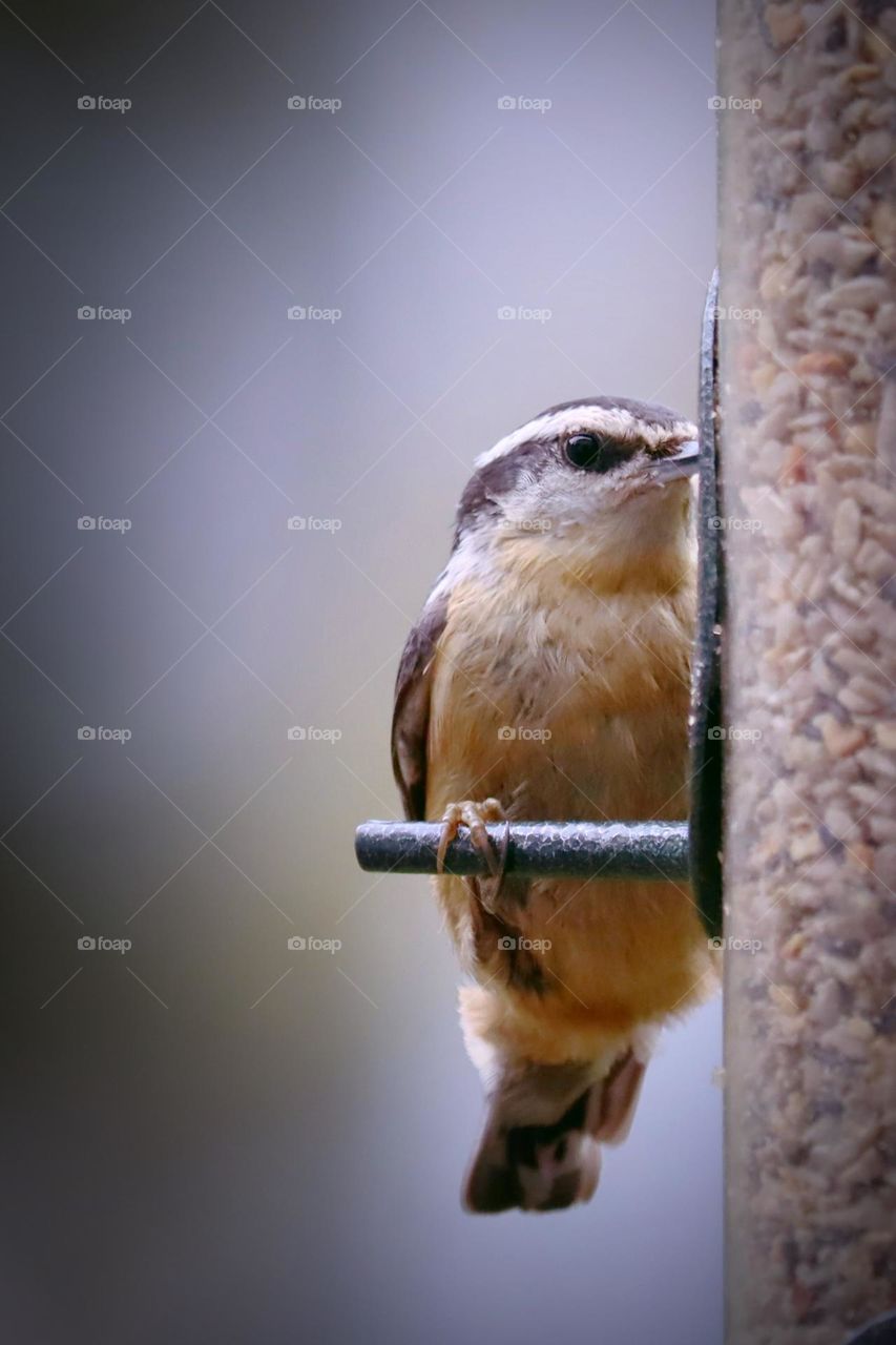 Energetic nuthatch feeds from a well placed bird feeder at the beginning of Spring