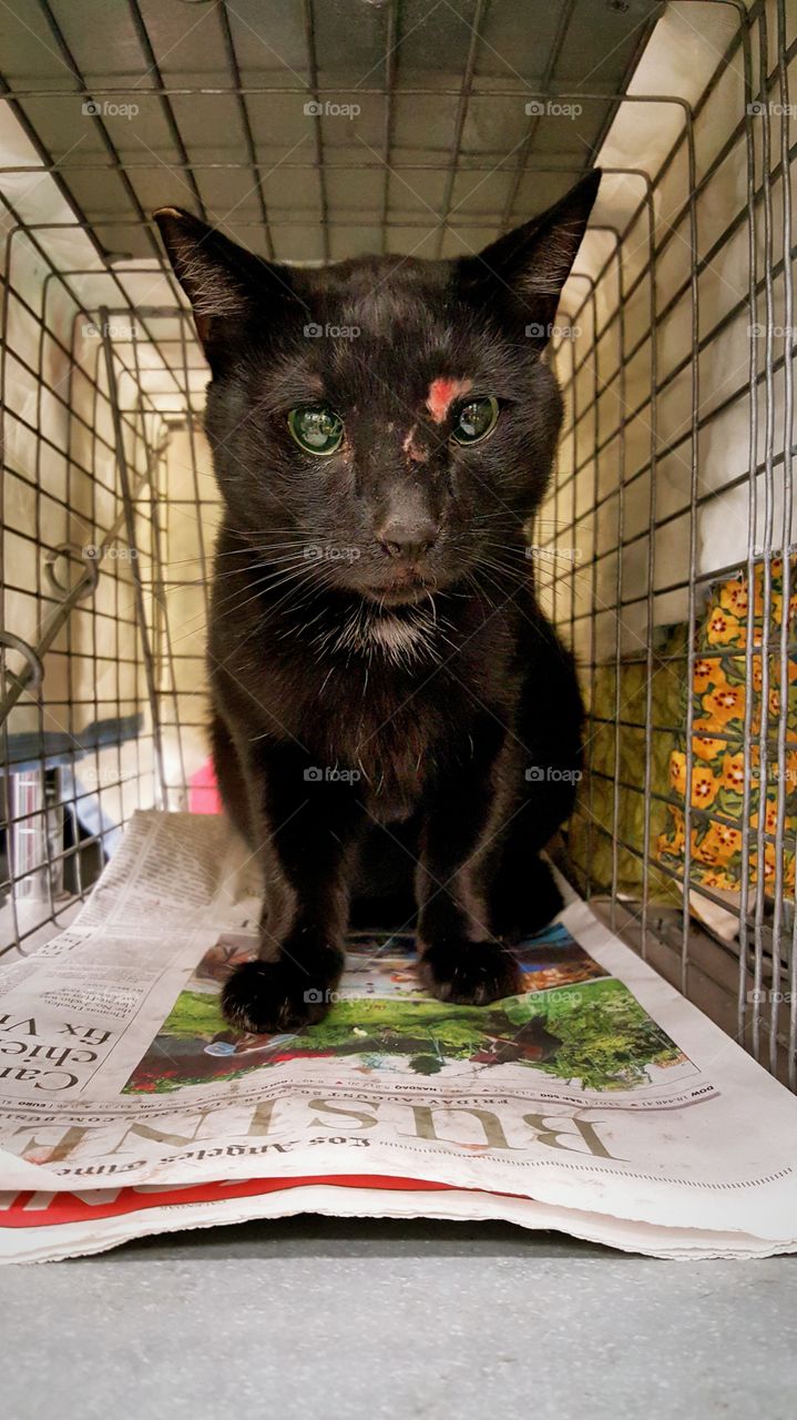 Black male feral cat with some battle scars