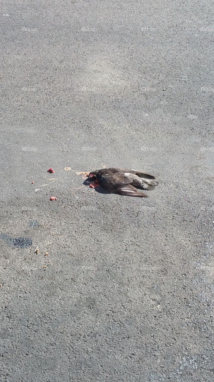 dead bird